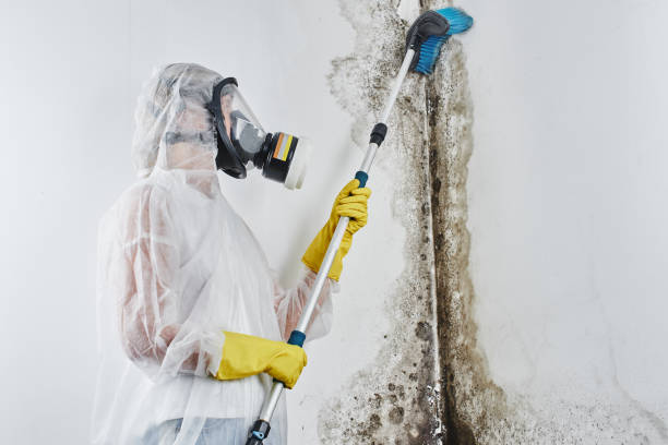 Best Best Mold Removal Companies  in Skidway Lake, MI