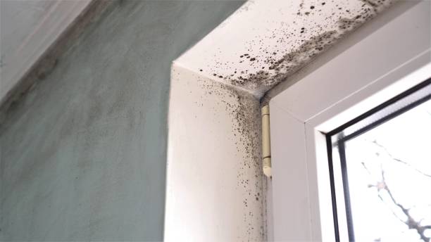 Mold Removal and Inspection in Skidway Lake, MI