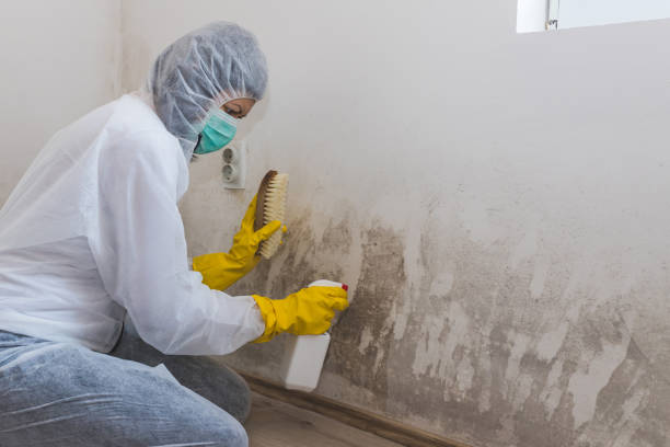 Best Mold Remediation  in Skidway Lake, MI
