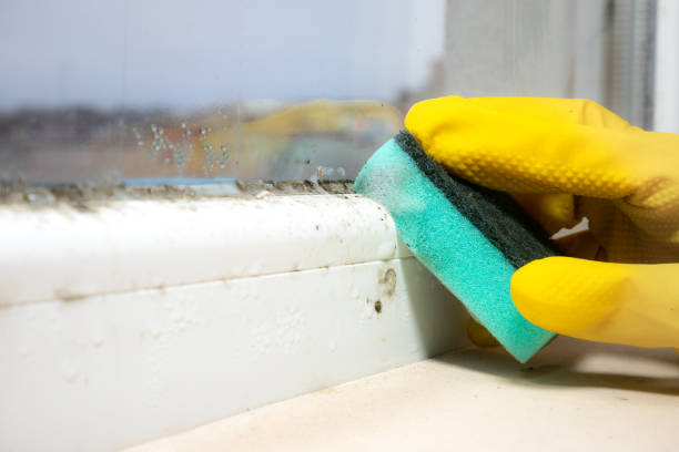 Best Attic Mold Removal  in Skidway Lake, MI