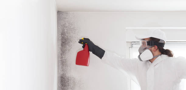 Best Local Mold Removal Service  in Skidway Lake, MI