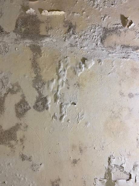 Best Emergency Mold Removal  in Skidway Lake, MI