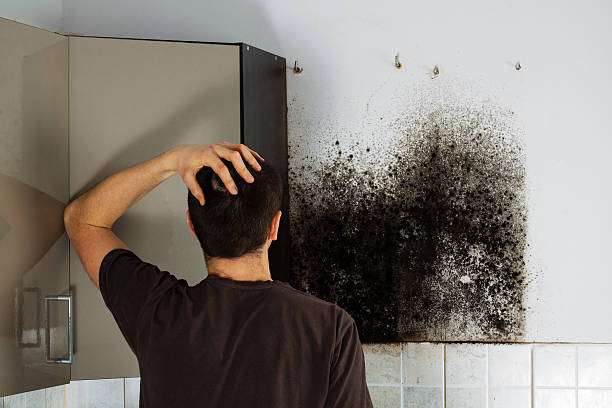 Best Fast Mold Removal  in Skidway Lake, MI