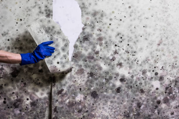 Best Residential Mold Removal  in Skidway Lake, MI