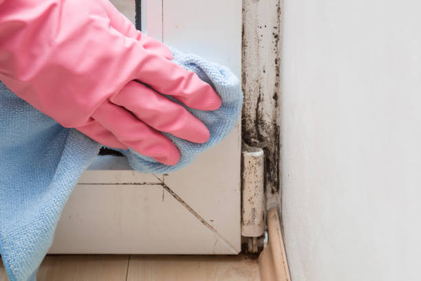 Best Certified Mold Removal  in Skidway Lake, MI