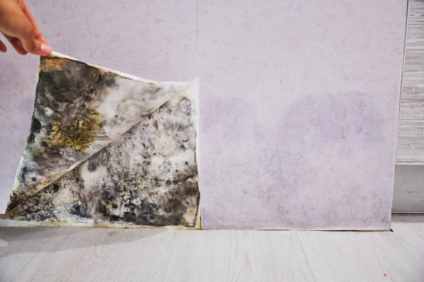 Best Toxic Mold Removal  in Skidway Lake, MI
